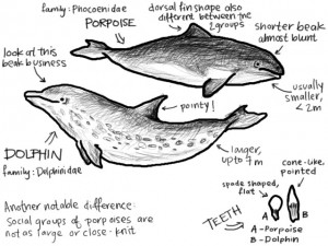 dolphinvsporpoise