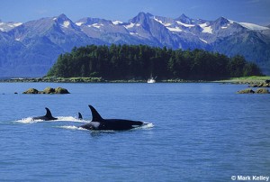 orcas-in-lynn-canal