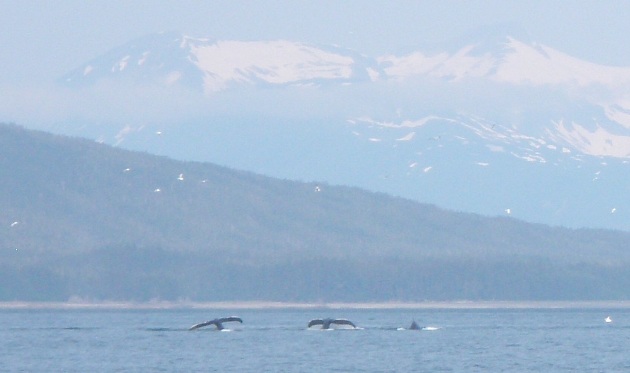 Close to my house, saw some whales feeding from the boat!