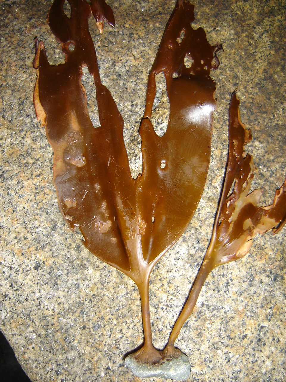 Cattle Point kelp